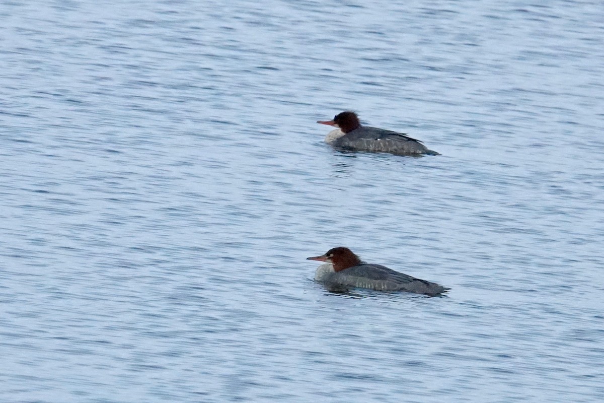 川秋沙 - ML645546137