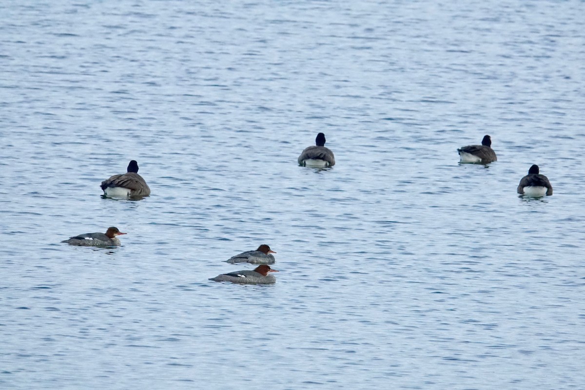 川秋沙 - ML645546138