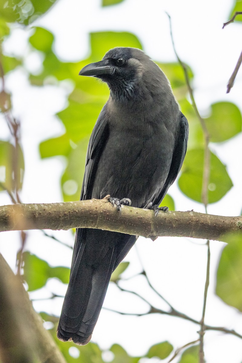 Ворона індійська - ML645546139