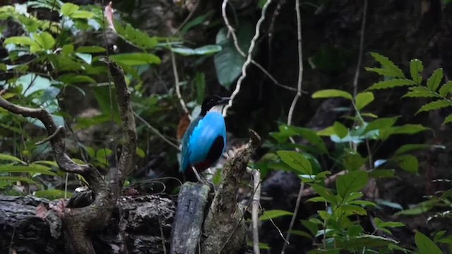 Піта лазуровогруда - ML645546145