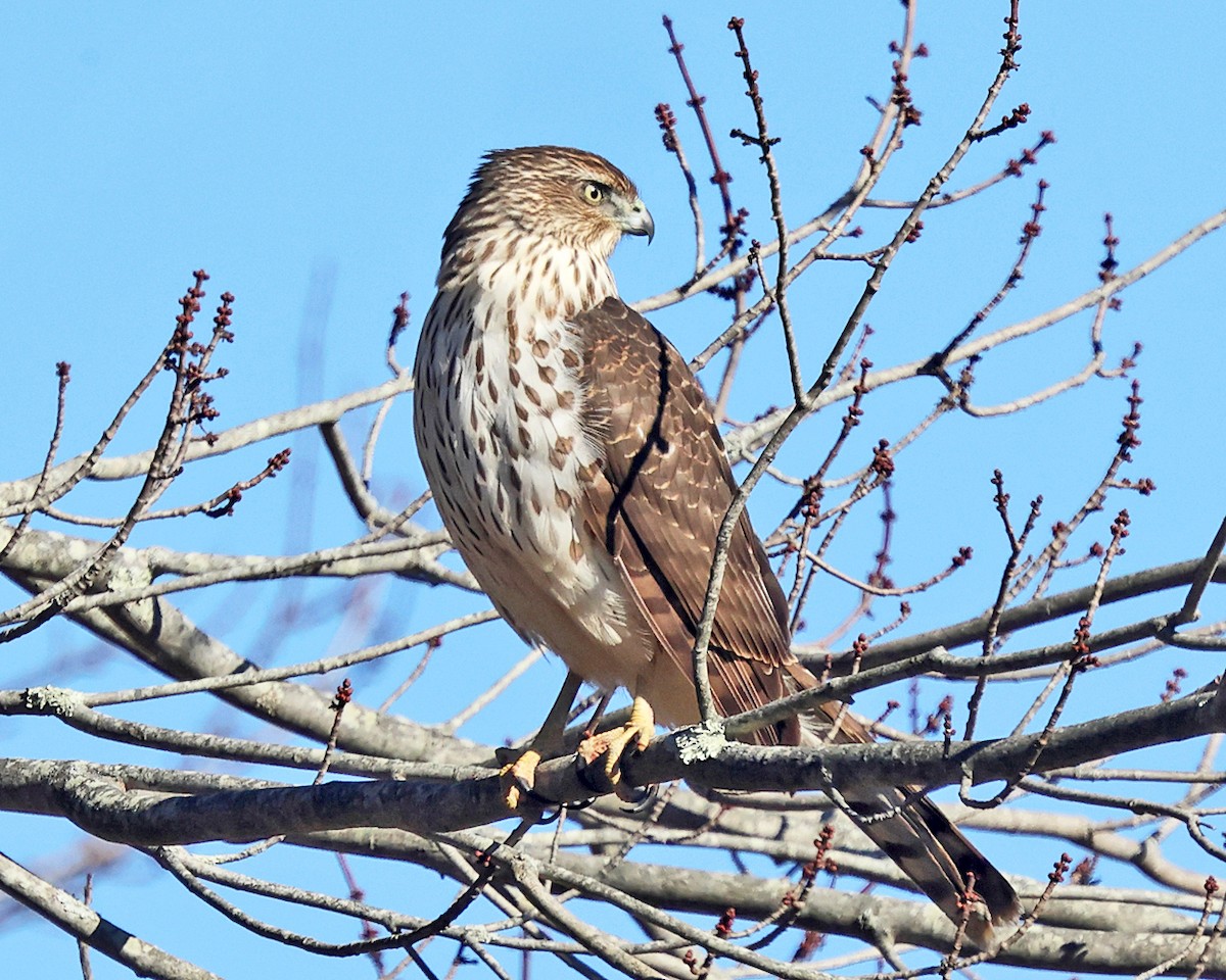 Cooper's Hawk - ML645546151