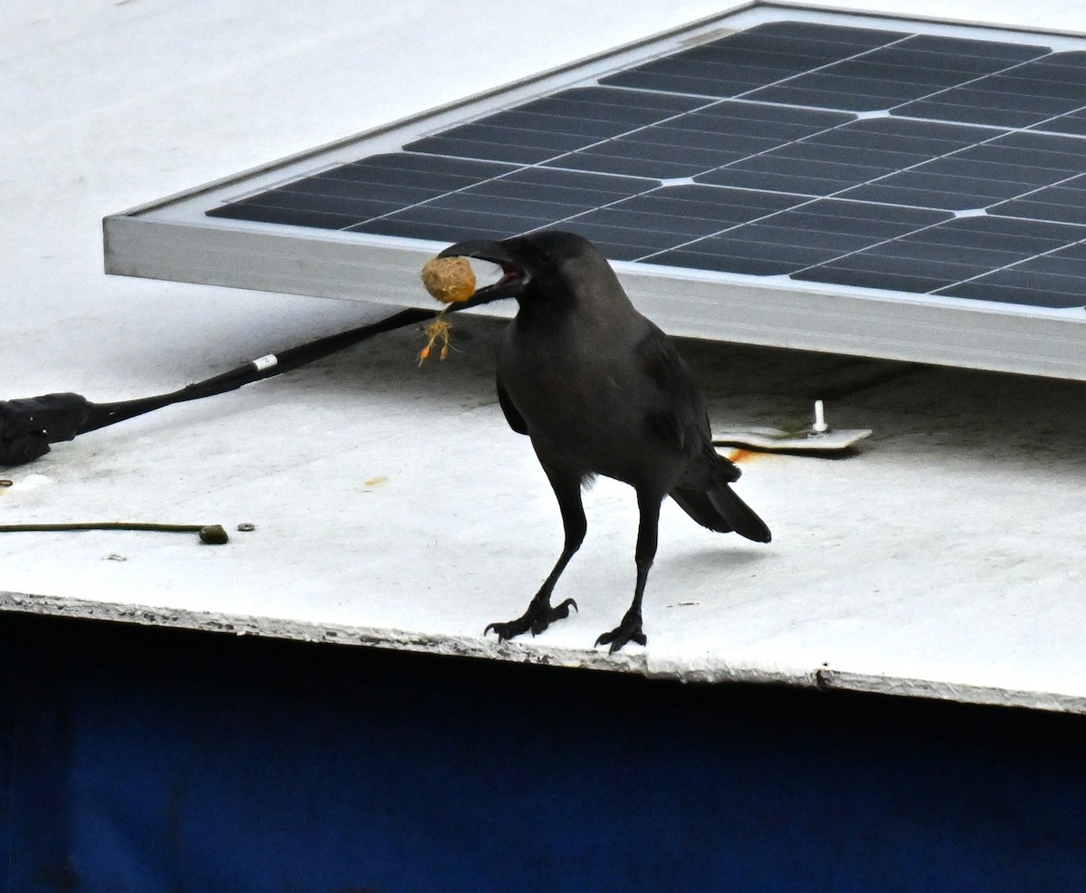 Ворона індійська - ML645546158