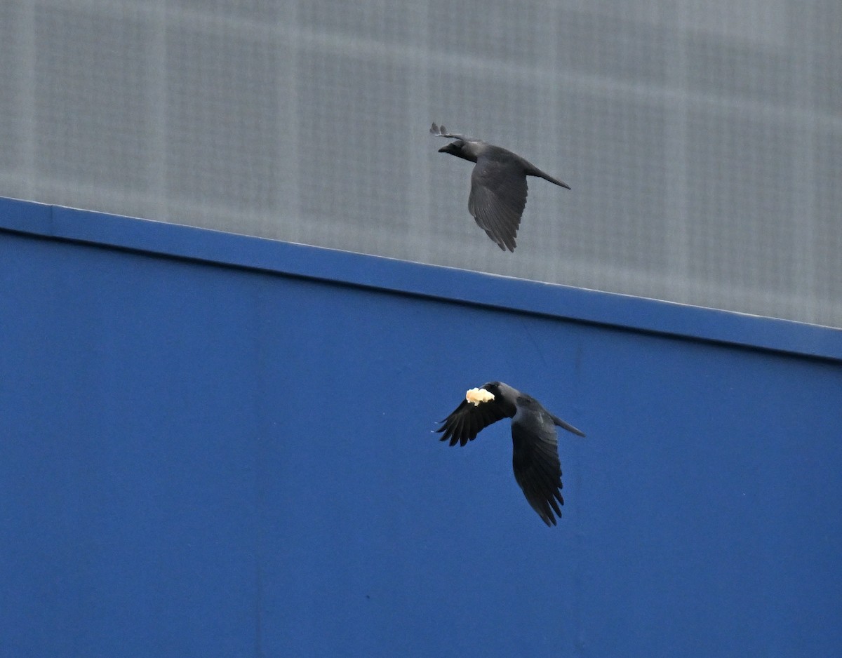 Ворона індійська - ML645546159