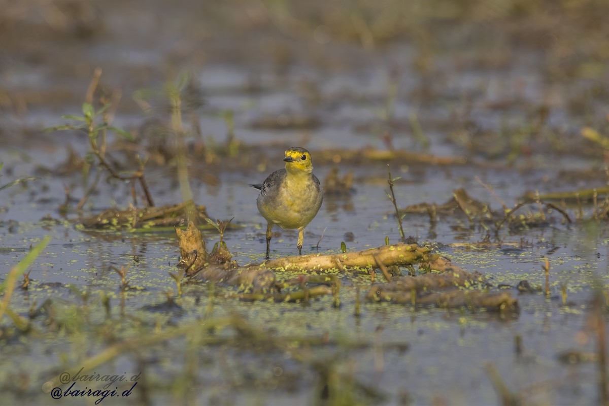 Citrine Wagtail - ML645546164