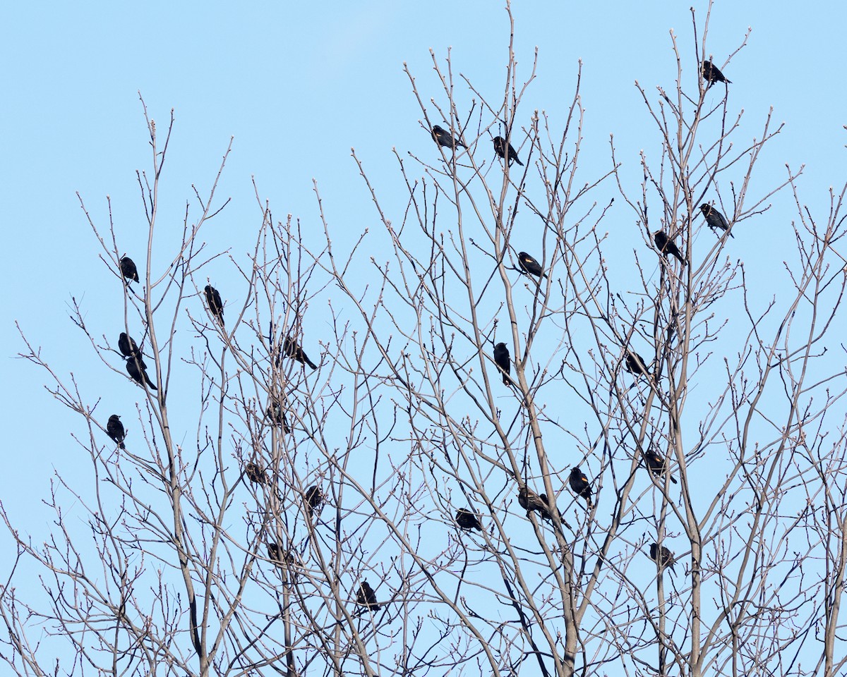 Red-winged Blackbird - ML645546165