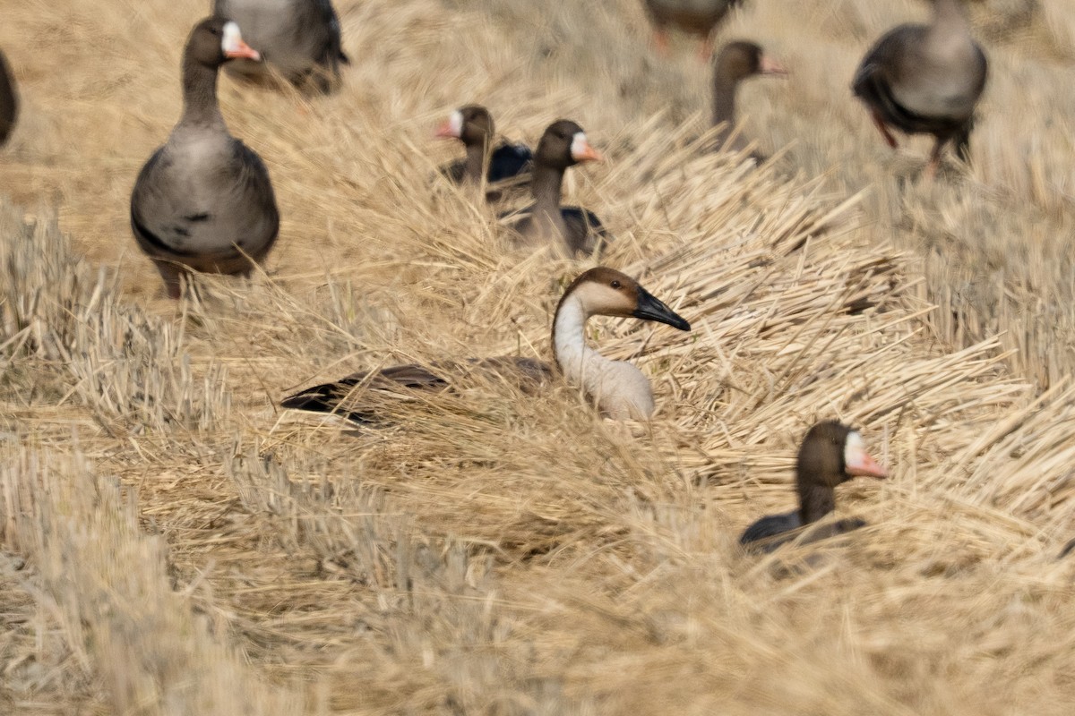 Гуска китайська - ML645546173