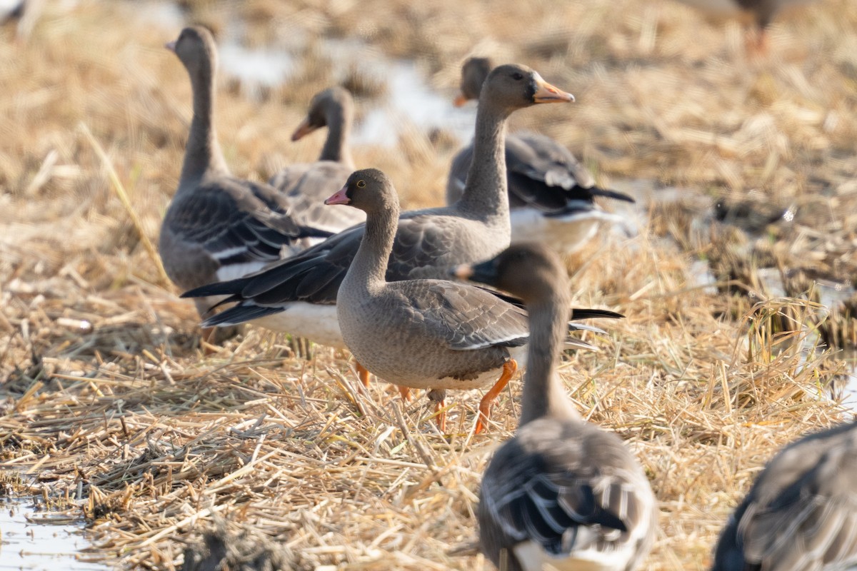 Пискулька - ML645546192