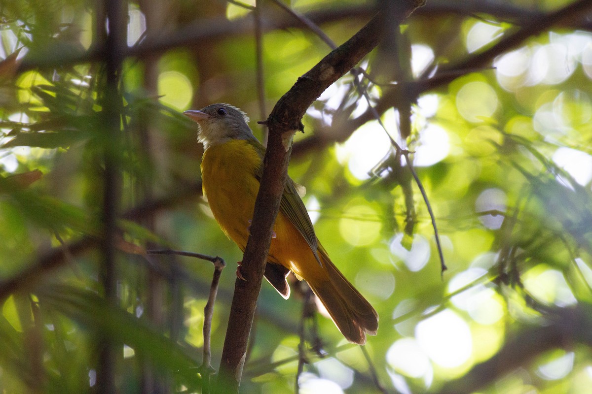 Gray-headed Tanager - ML645546194