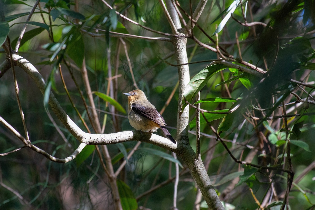 Black-goggled Tanager - ML645546197