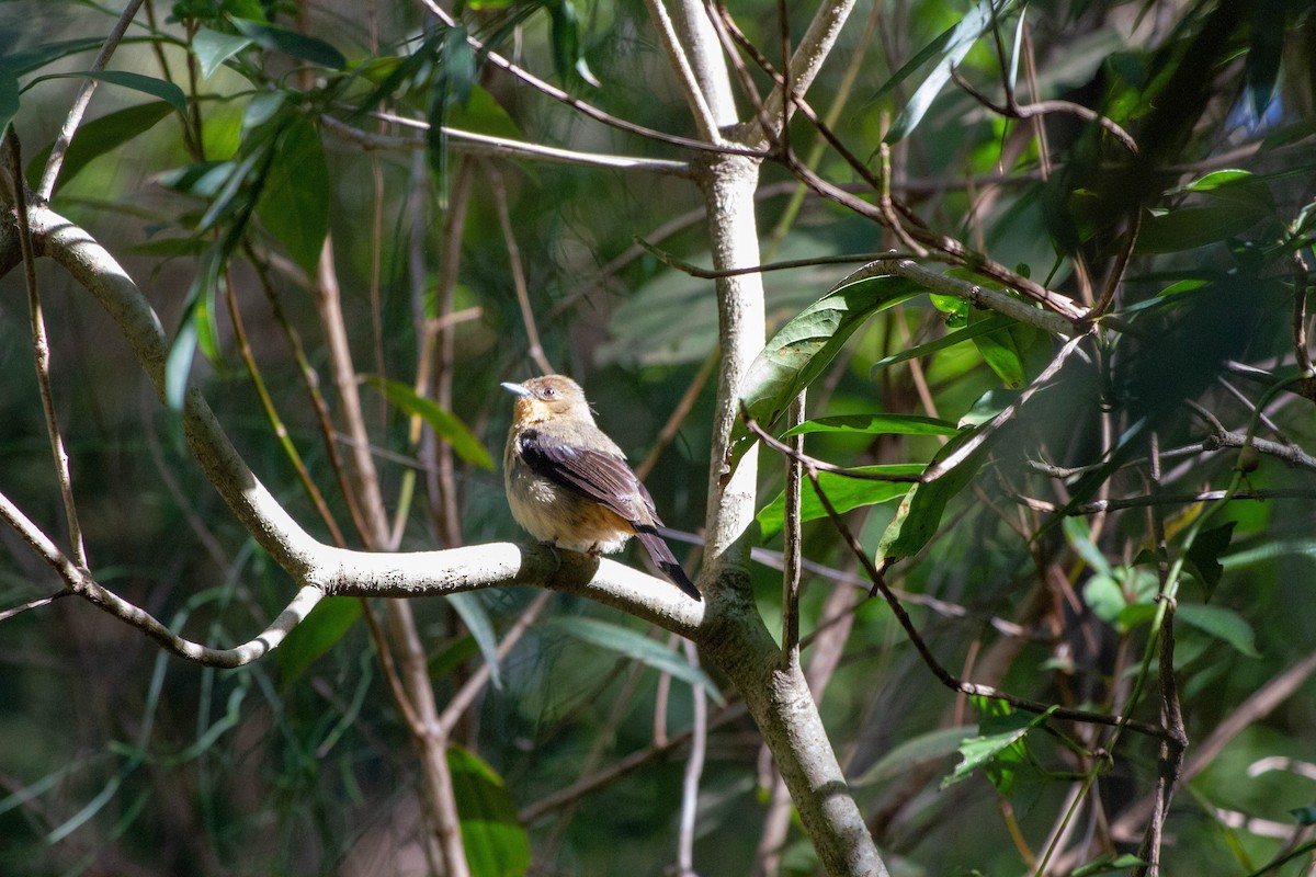 Black-goggled Tanager - ML645546198