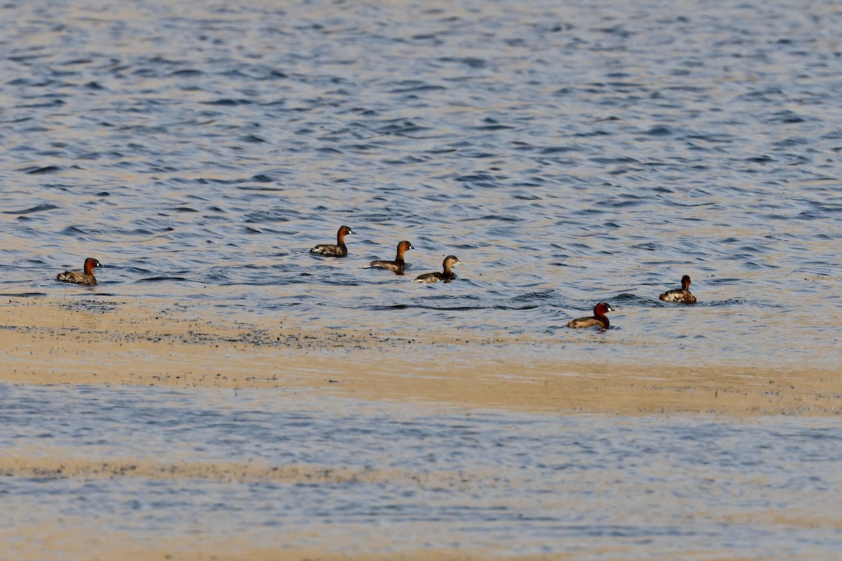 Little Grebe - ML645546200