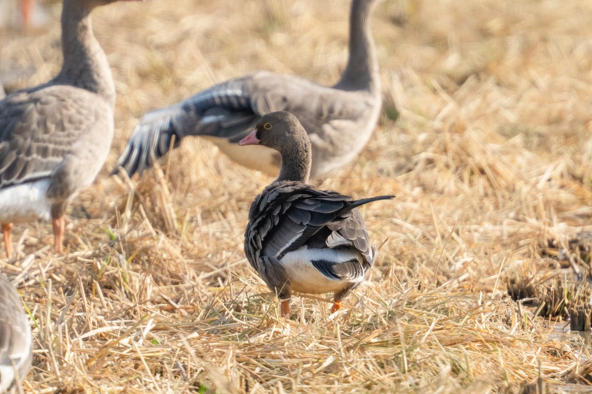 Пискулька - ML645546202