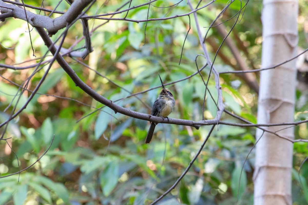 Three-toed Jacamar - ML645546206