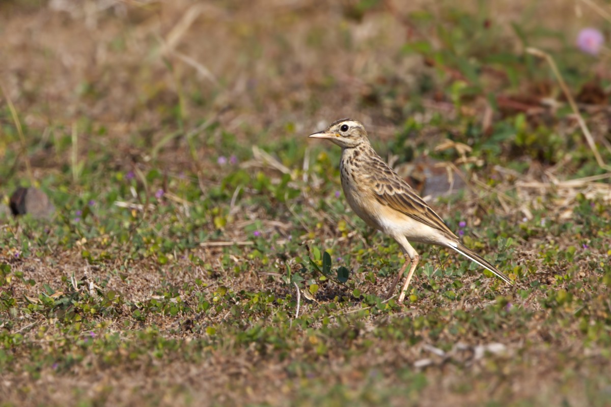 Степной конёк - ML645546209