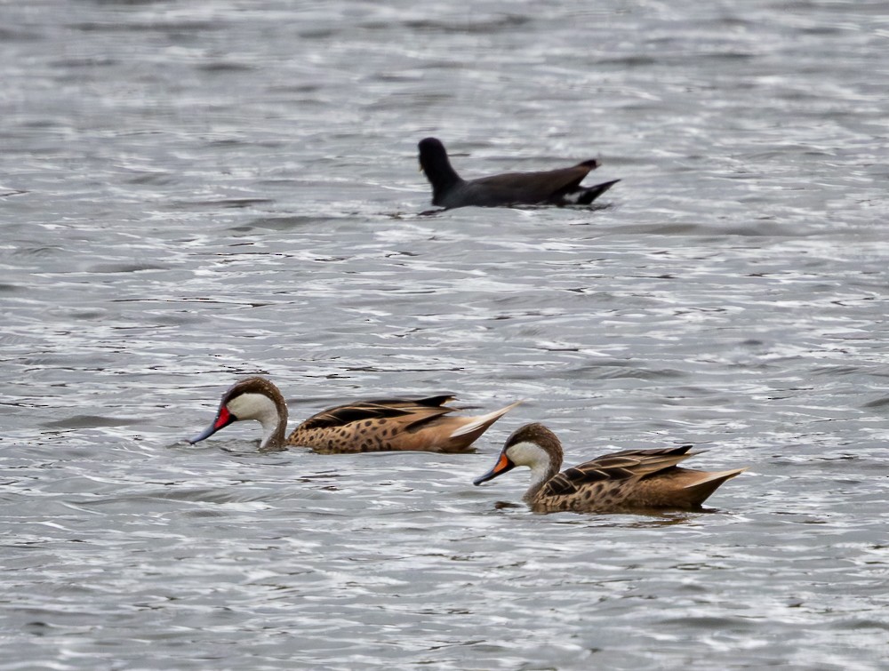 ostralka bělolící - ML645546212