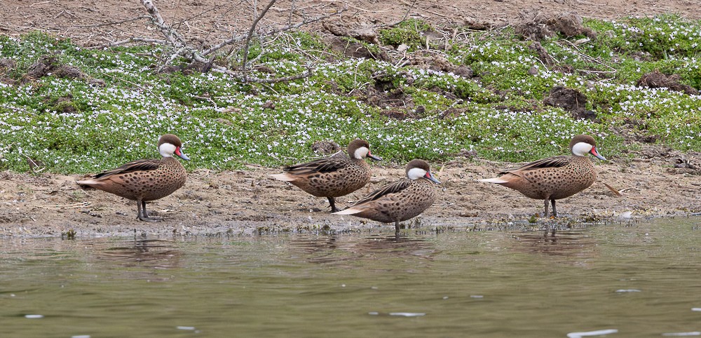 ostralka bělolící - ML645546213