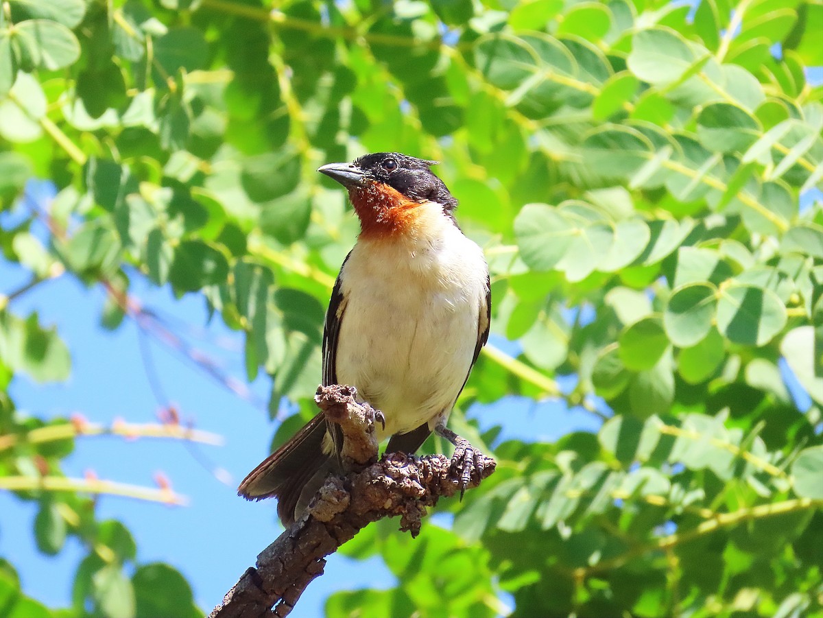 White-rumped Tanager - ML645546244