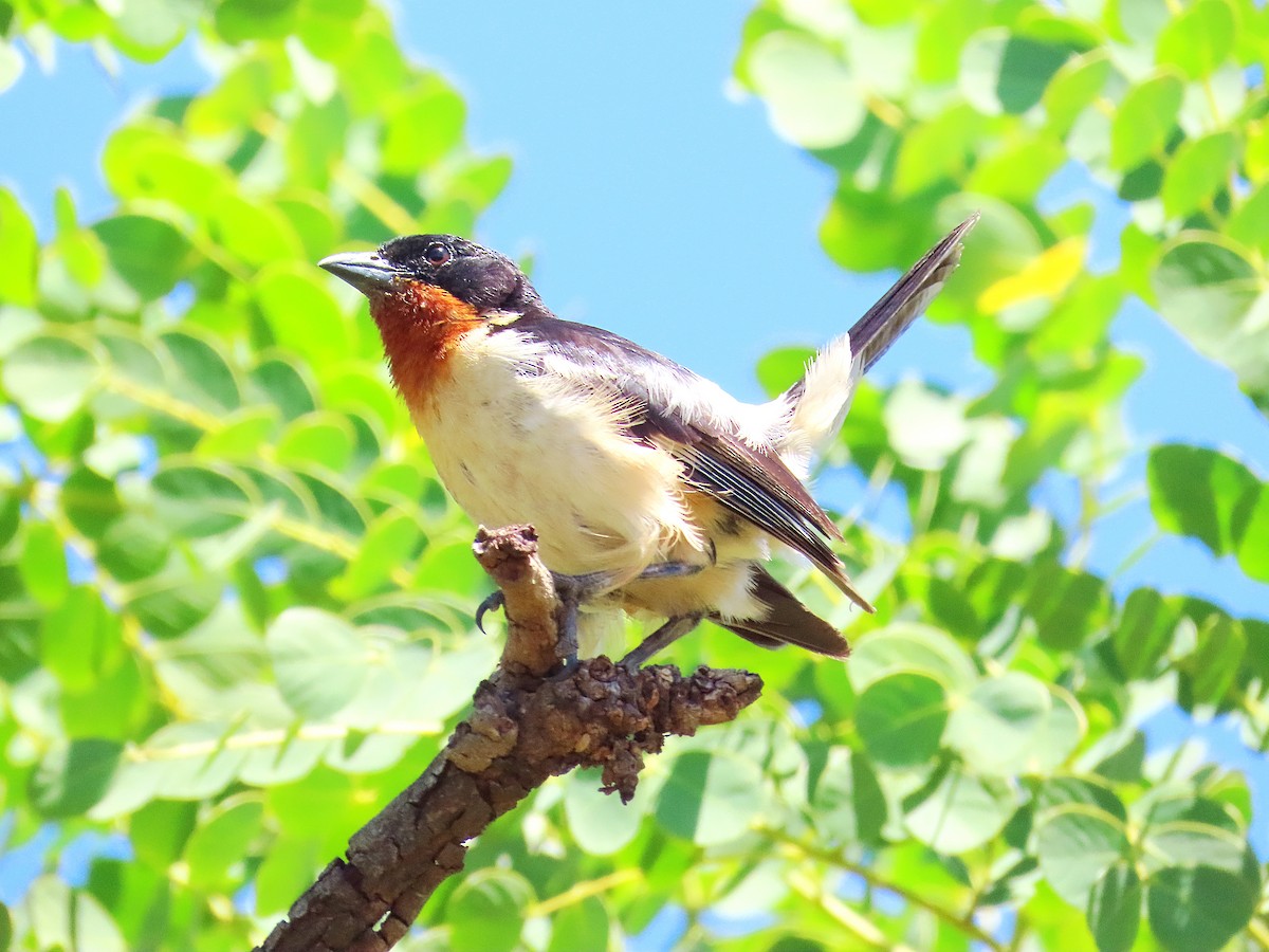 White-rumped Tanager - ML645546246