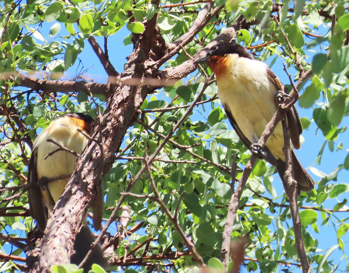 White-rumped Tanager - ML645546248