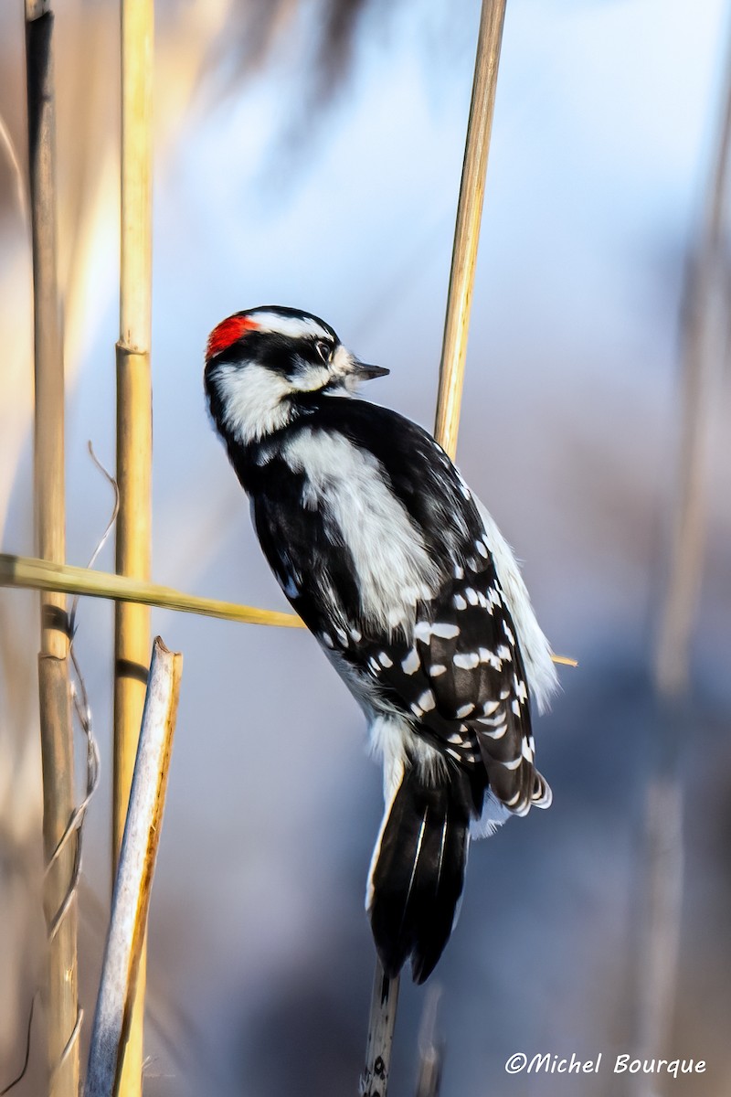 Downy Woodpecker - ML645546252
