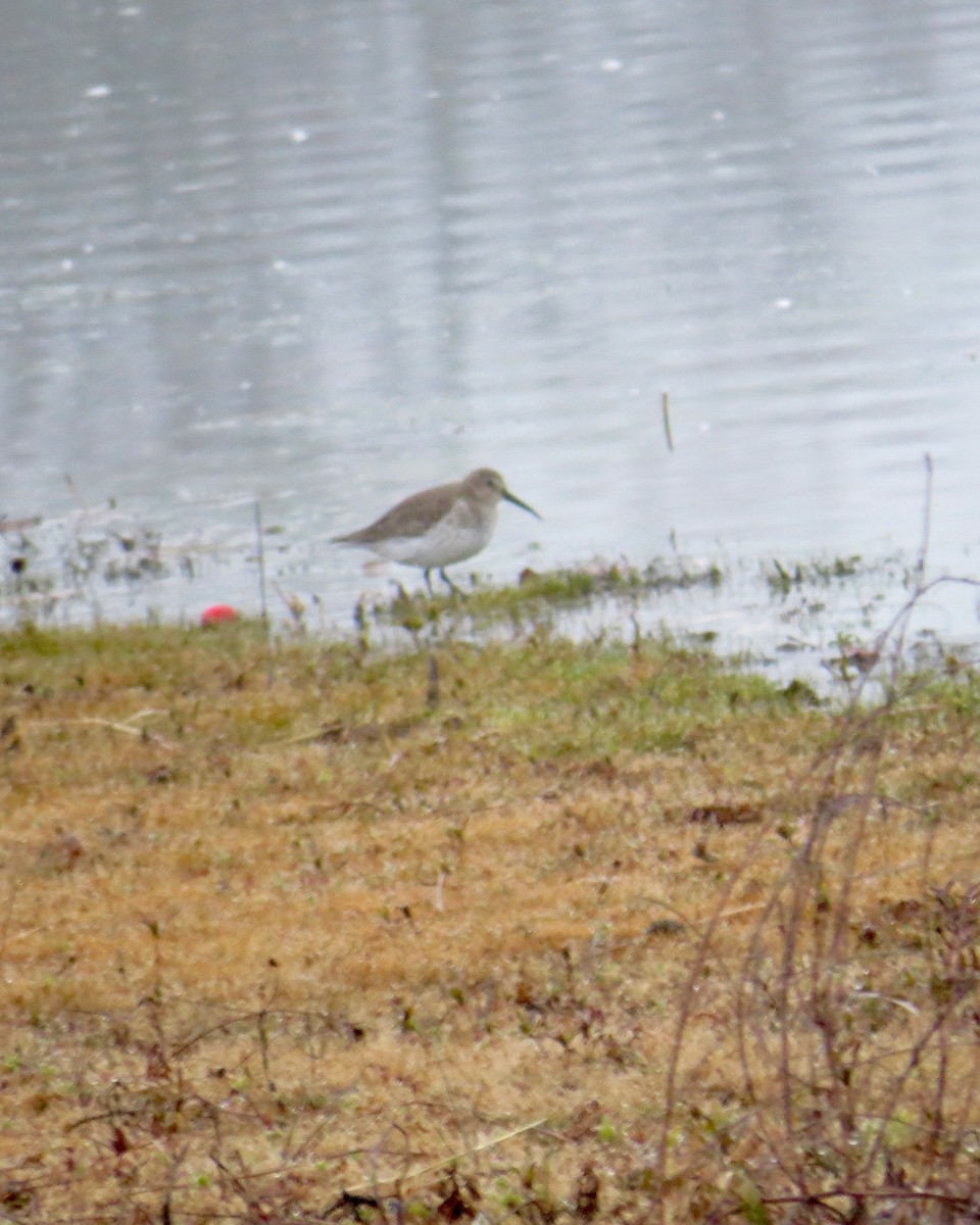 Correlimos Común - ML645546265