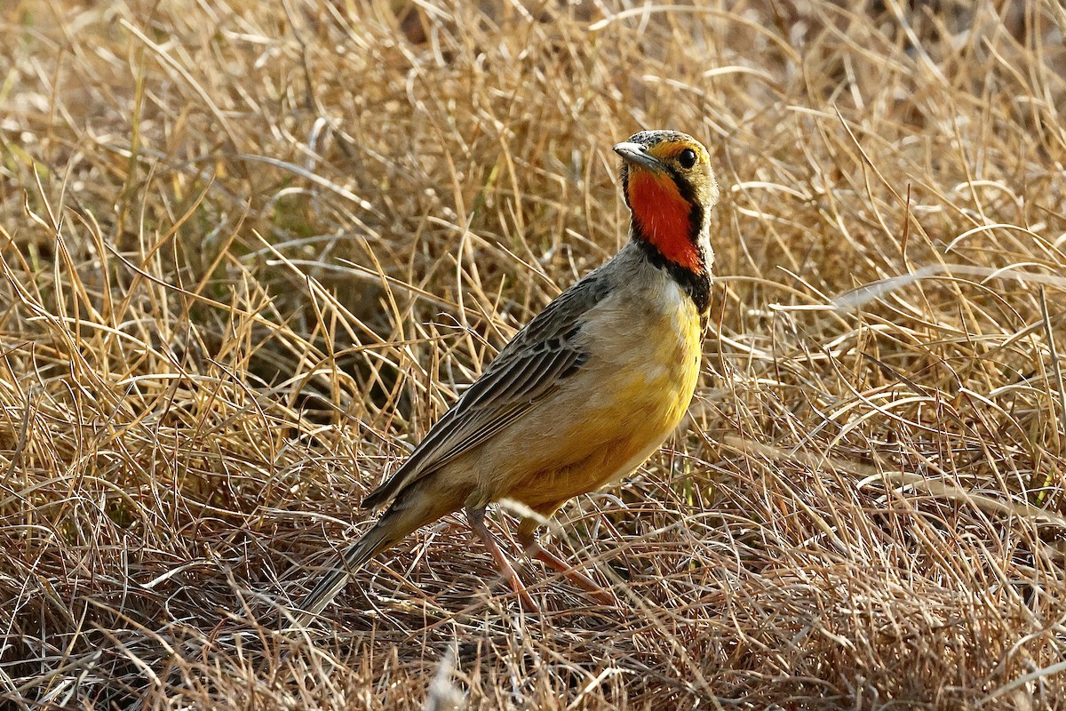 アカノドツメナガタヒバリ - ML645546283