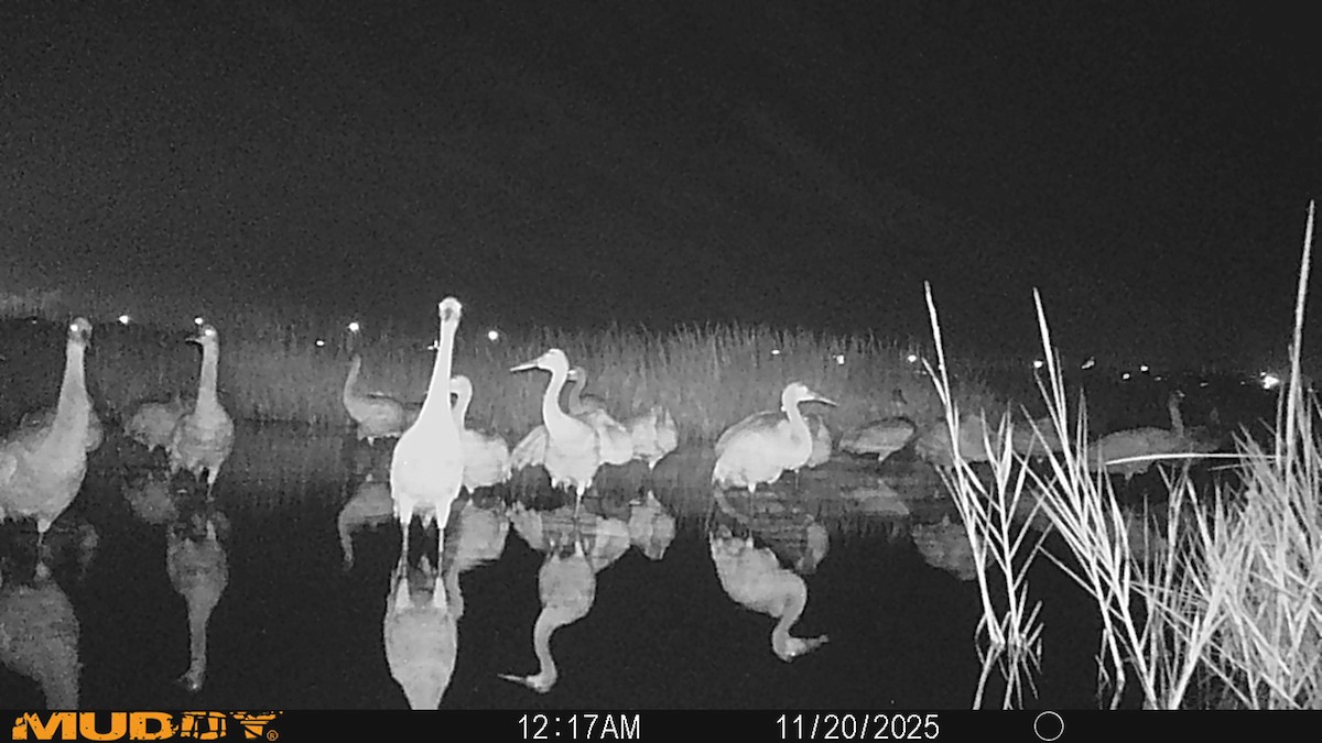 カナダヅル - ML645546284