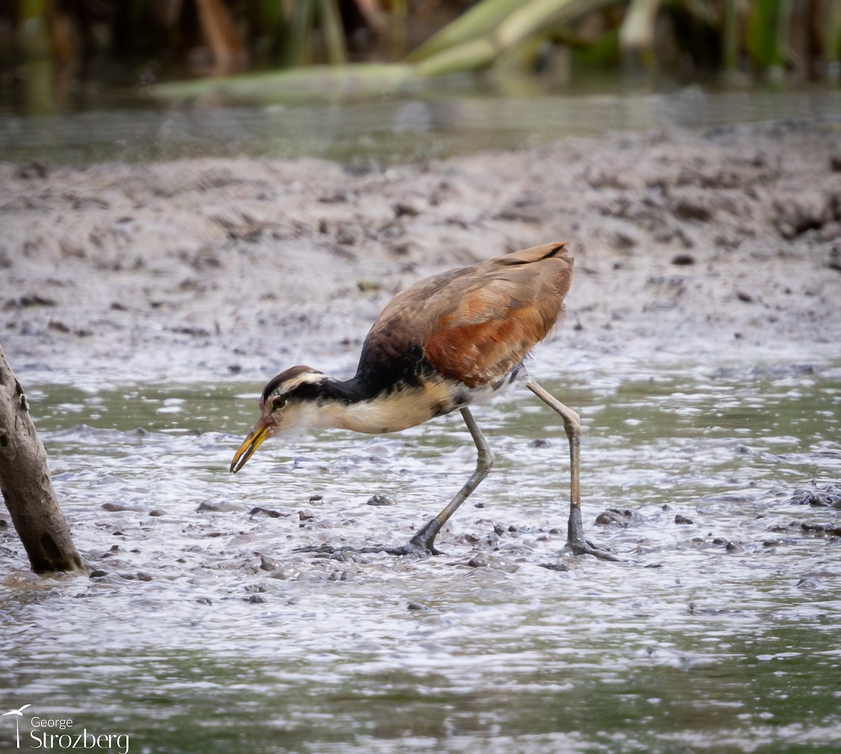 ナンベイレンカク - ML645546285