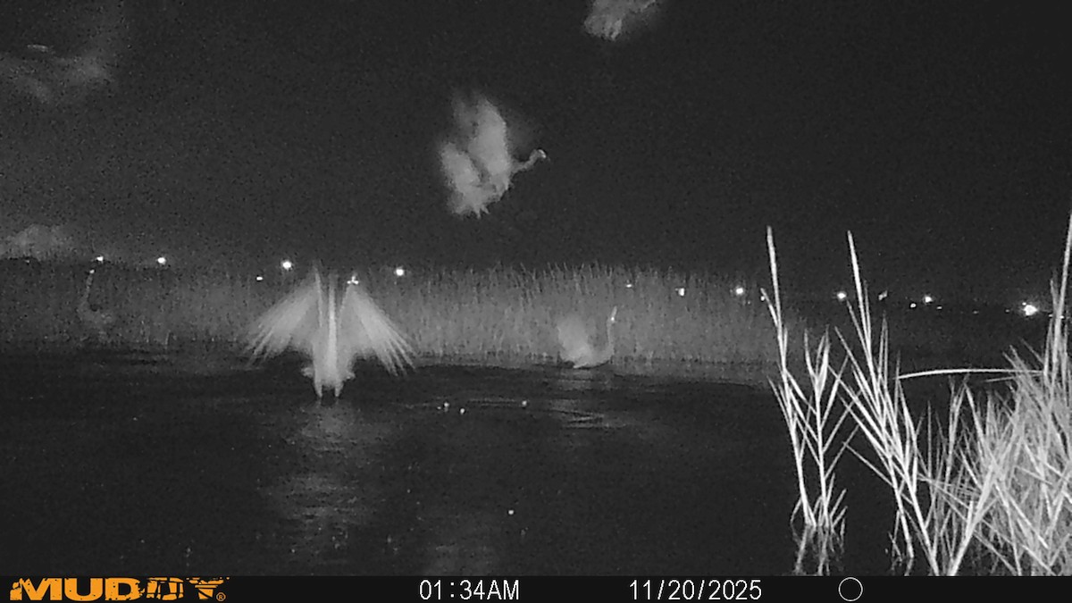 カナダヅル - ML645546286