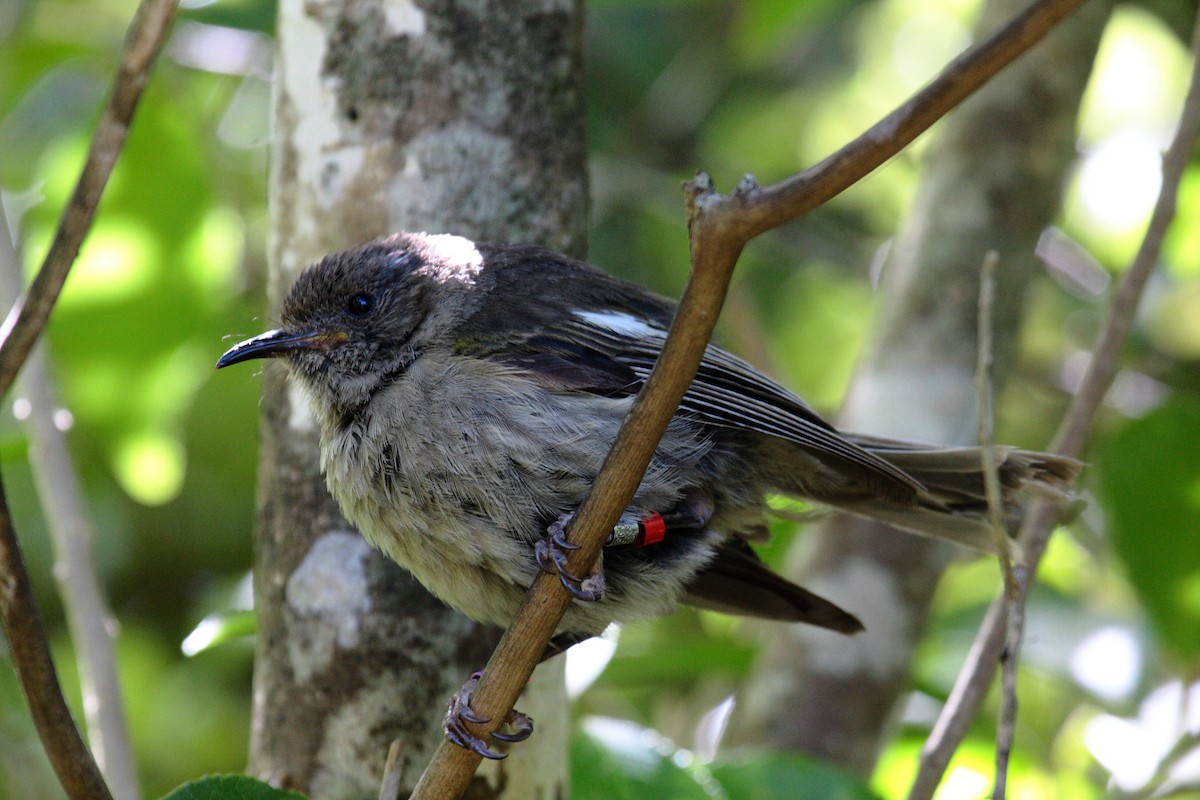 シロツノミツスイ - ML645546287