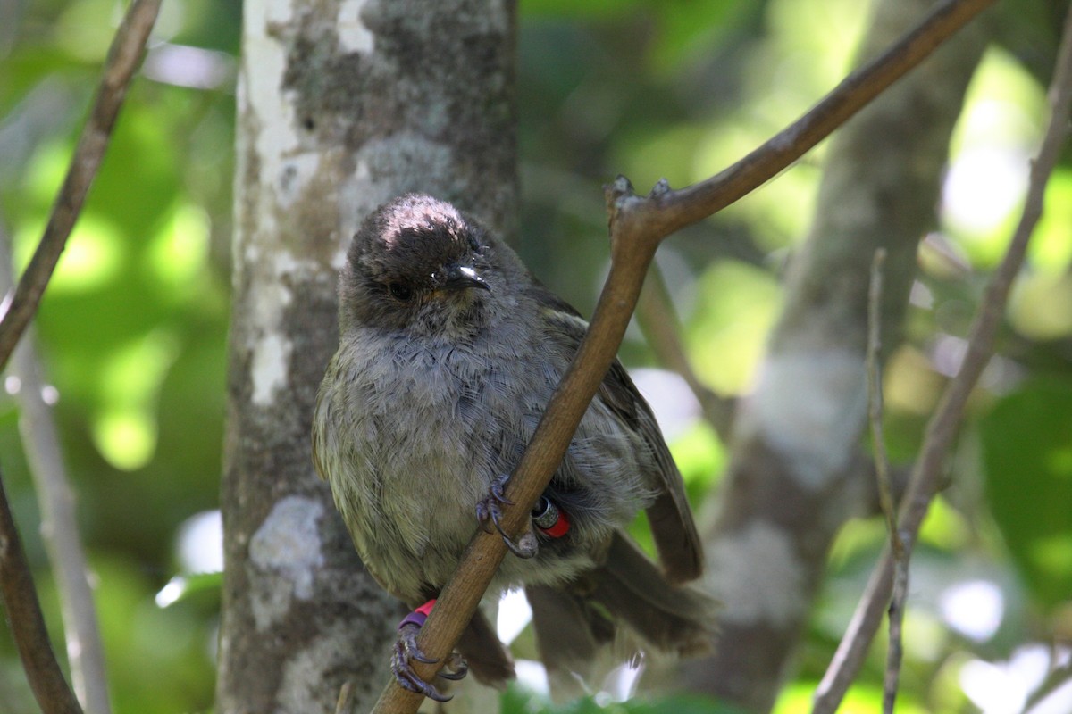 シロツノミツスイ - ML645546288