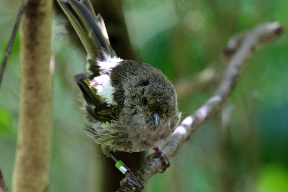 シロツノミツスイ - ML645546289