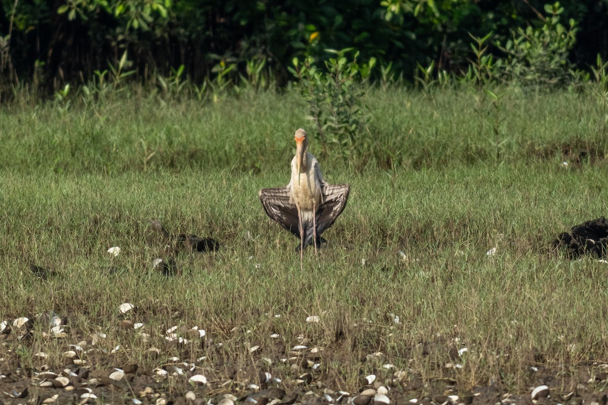 シロトキコウ - ML645546290