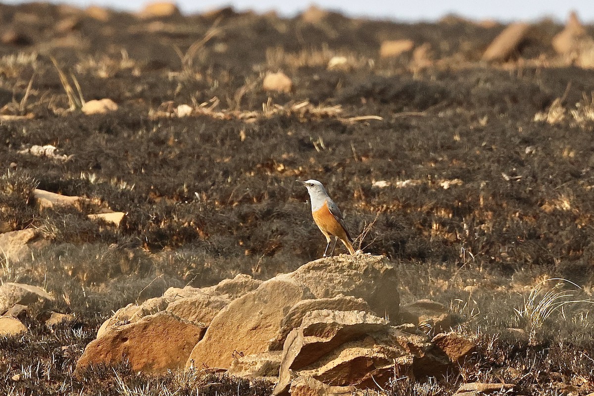 コシアカイソヒヨ - ML645546291