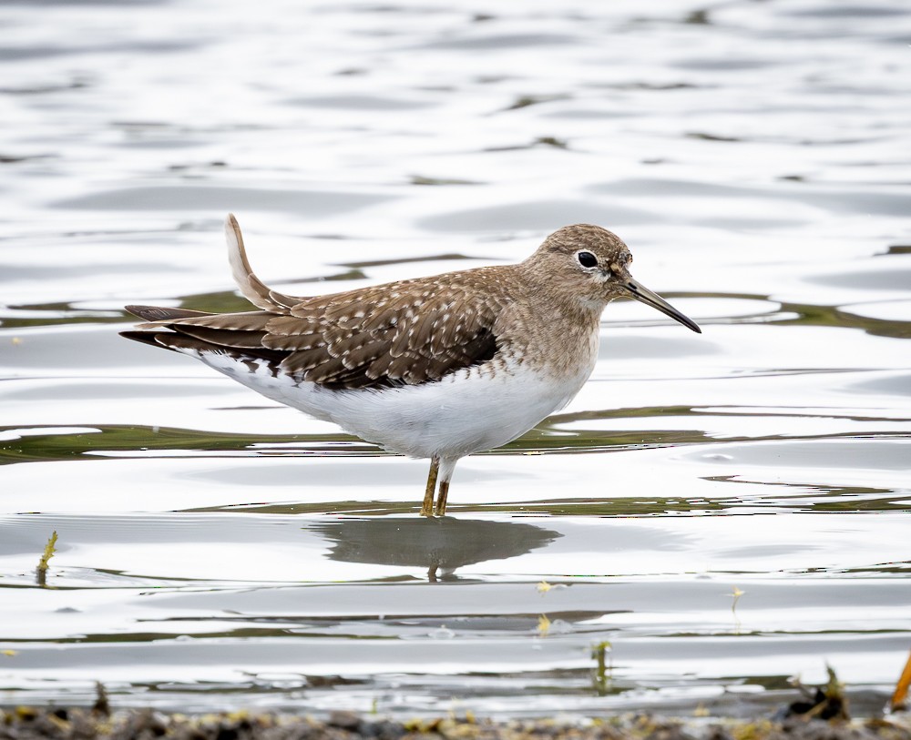 コシグロクサシギ - ML645546293