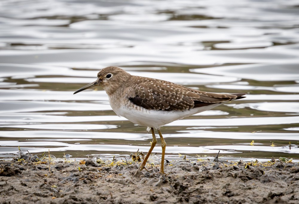 コシグロクサシギ - ML645546294