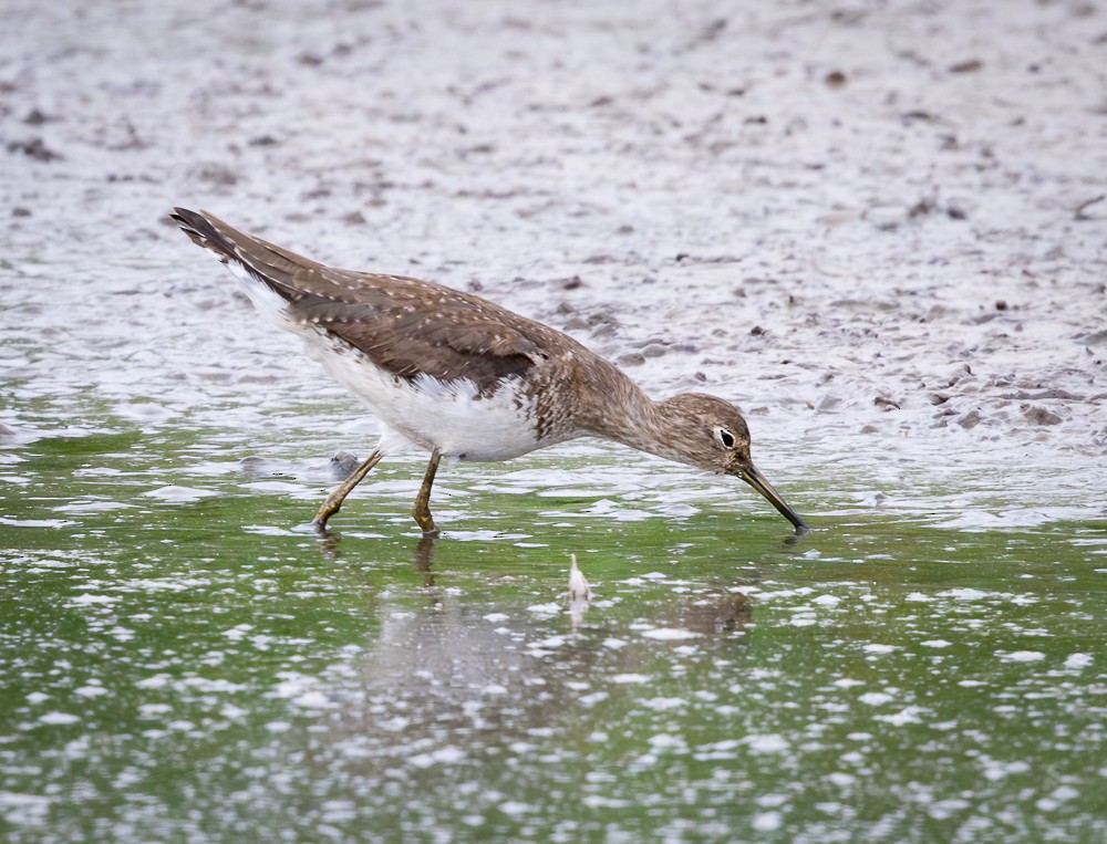 コシグロクサシギ - ML645546295