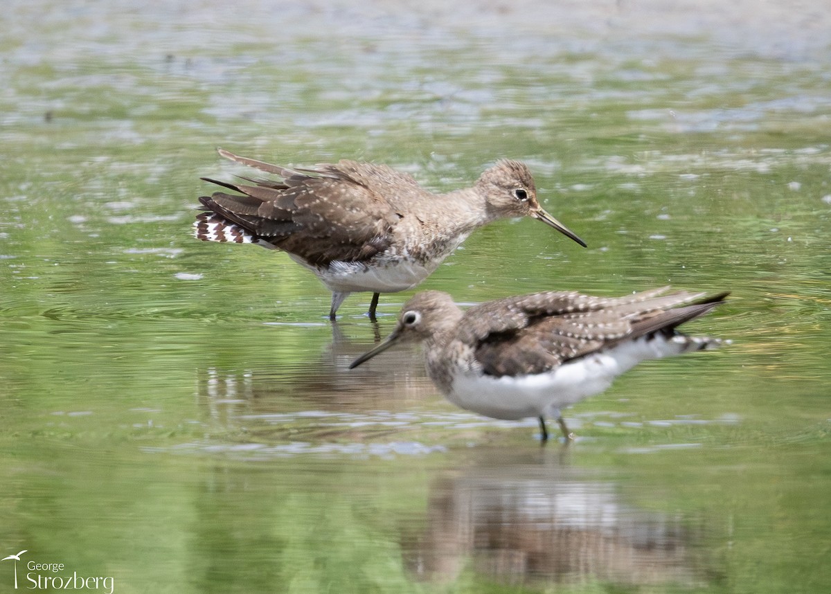 コシグロクサシギ - ML645546296