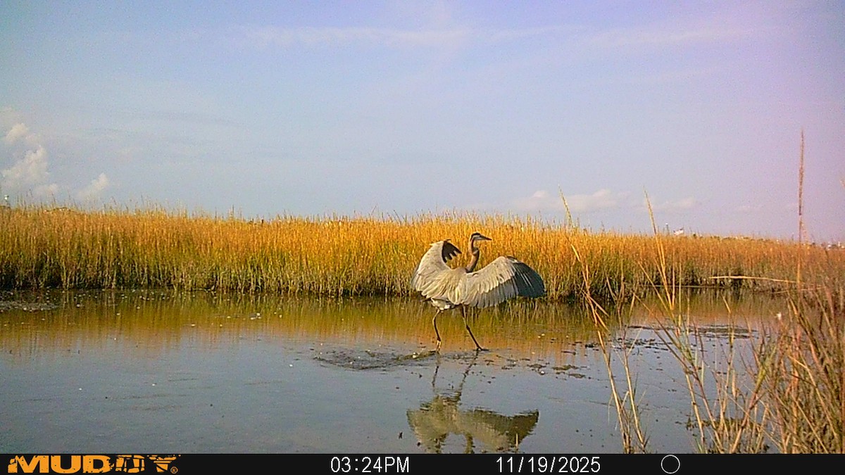 オオアオサギ - ML645546297