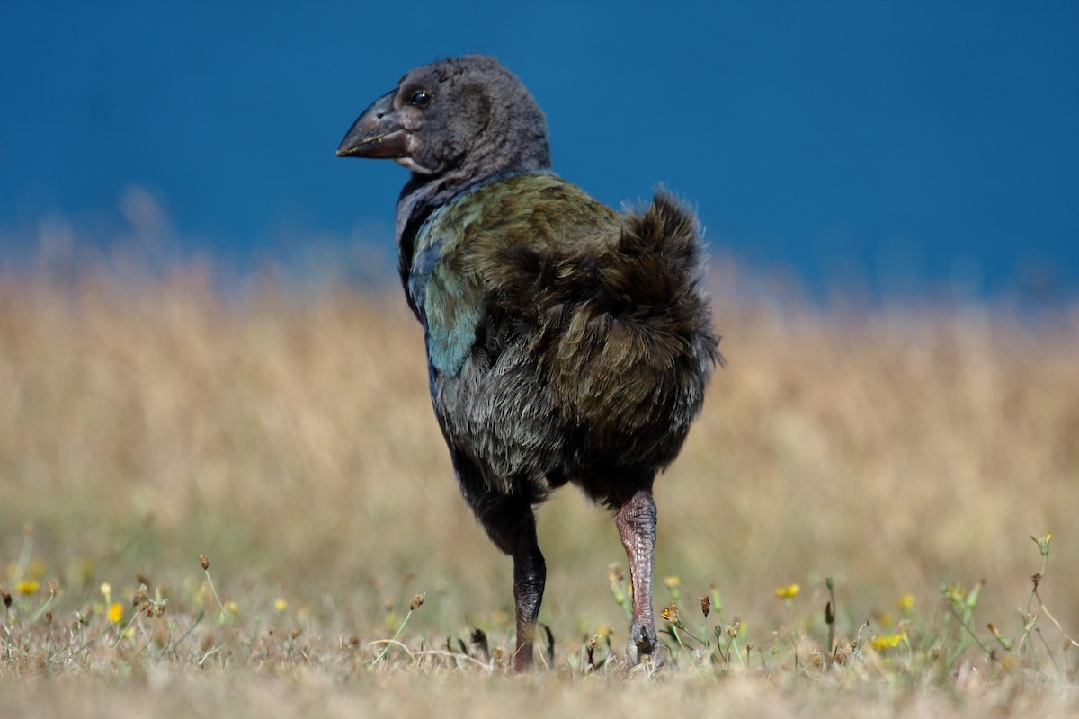 ナントウタカヘ - ML645546300