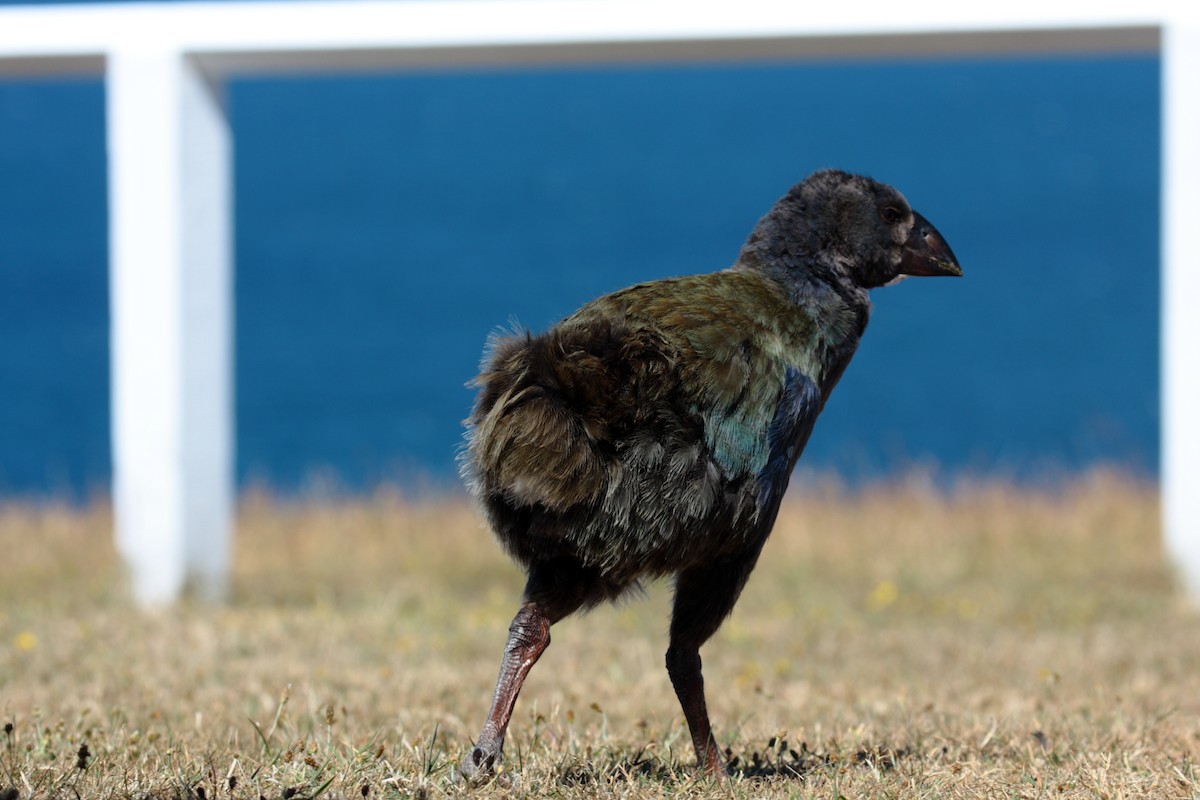 ナントウタカヘ - ML645546301