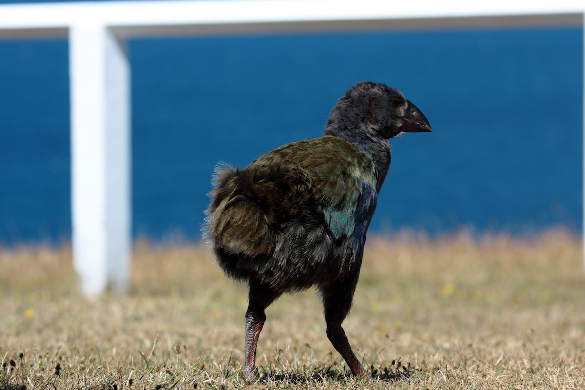 ナントウタカヘ - ML645546302