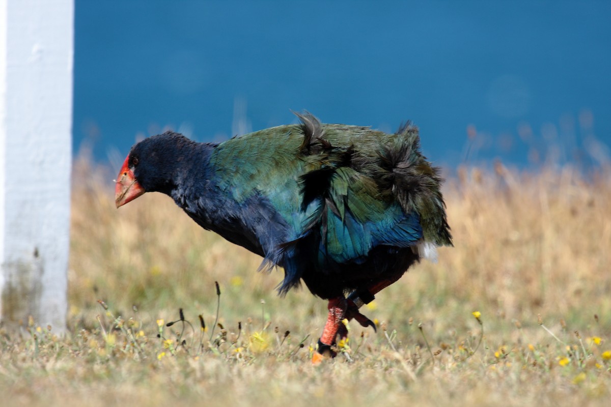 ナントウタカヘ - ML645546303