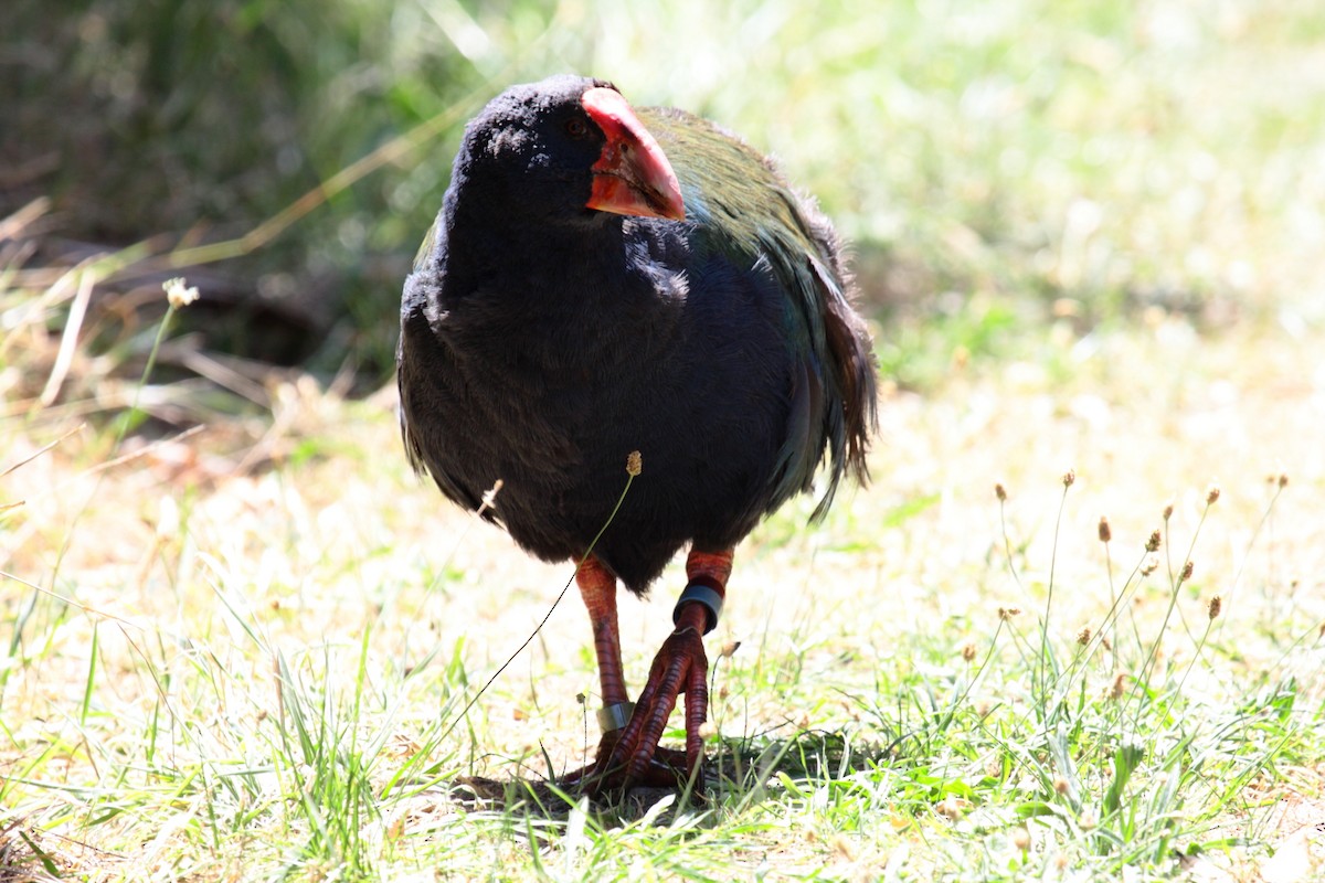 ナントウタカヘ - ML645546304