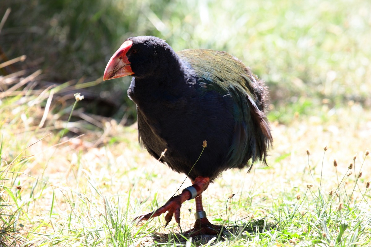 ナントウタカヘ - ML645546305