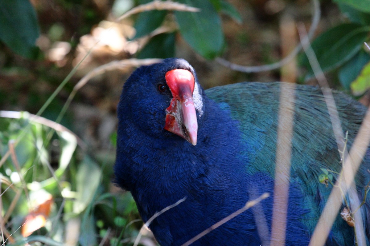 ナントウタカヘ - ML645546306