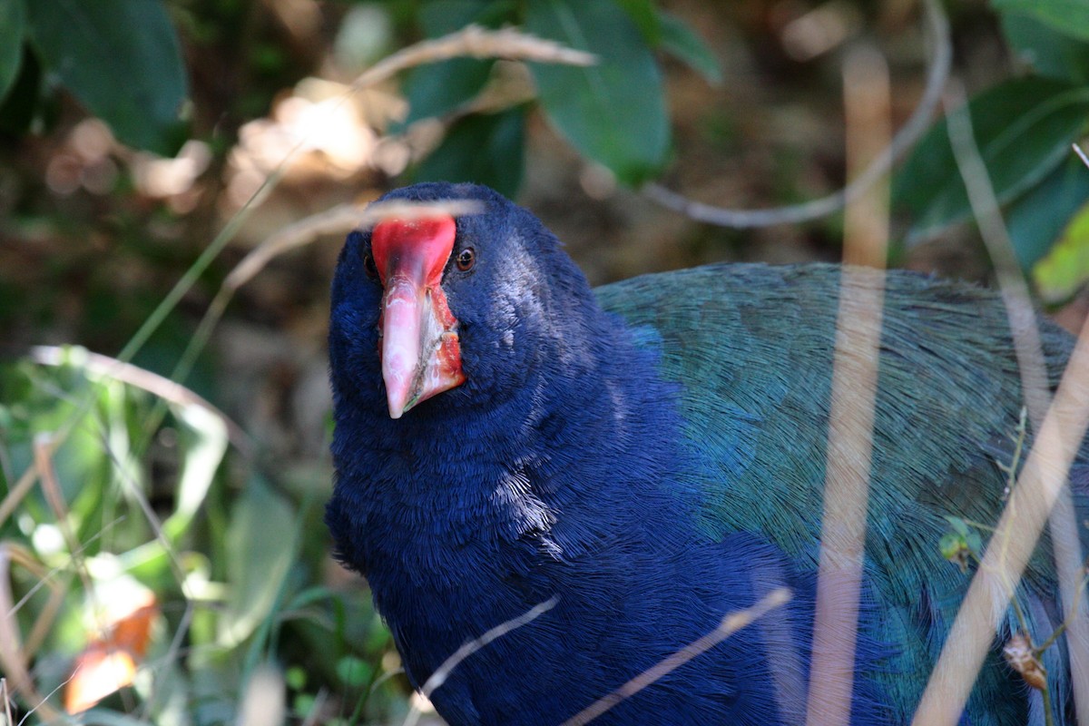 ナントウタカヘ - ML645546307