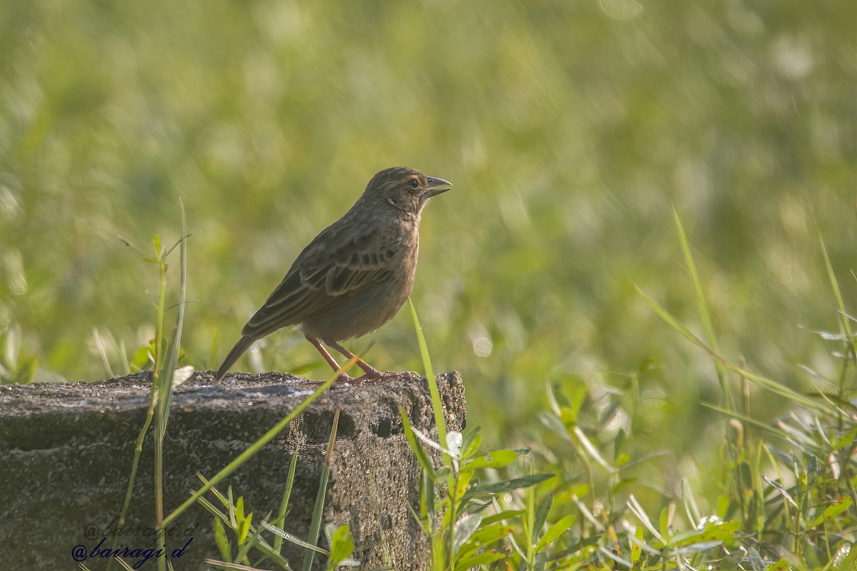 チャバネヤブヒバリ - ML645546309