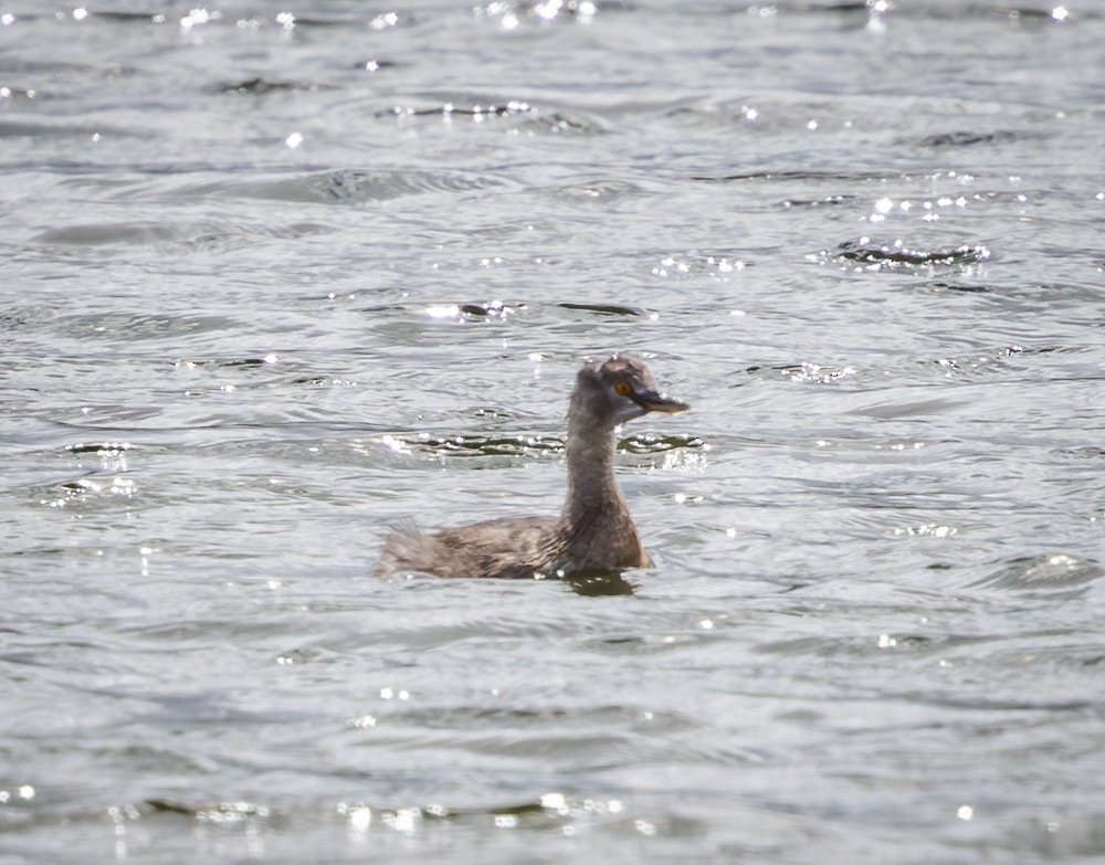 ヒメカイツブリ - ML645546310