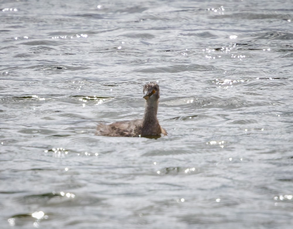 ヒメカイツブリ - ML645546311